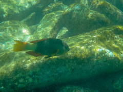 Notolabrus gymnogenis