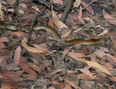 Pseudechis australis