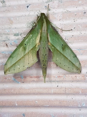 Xylophanes rothschildi