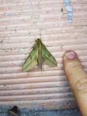 Xylophanes rothschildi