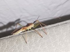 Zelus renardii