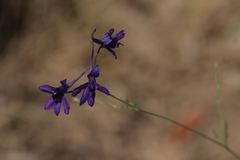 Delphinium consolida paniculatum