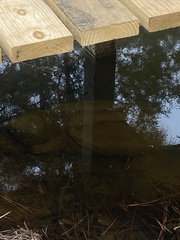 Macrochelys temminckii