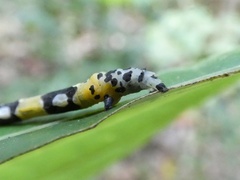 Proutoscia fenestraria