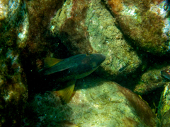 Notolabrus gymnogenis