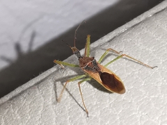 Zelus renardii