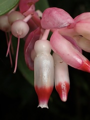 Cavendishia tarapotana