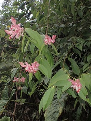 Cavendishia tarapotana