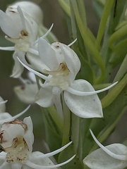 Habenaria monorrhiza