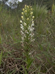 Habenaria monorrhiza