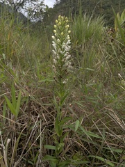 Habenaria monorrhiza