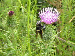 Mallophora ruficauda