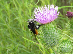 Mallophora ruficauda