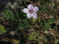 Erodium lebelii