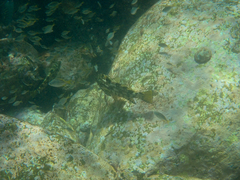 Aplodactylus lophodon