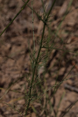 Delphinium consolida paniculatum
