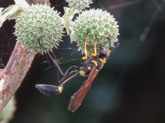 Sceliphron asiaticum