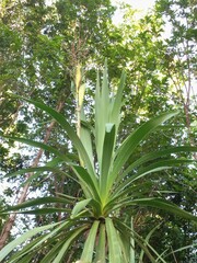 Cordyline