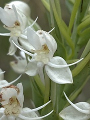 Habenaria monorrhiza