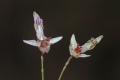 Delphinium stenocarpum