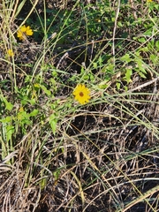 Helianthus debilis