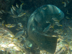 Atypichthys strigatus