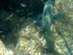 Atypichthys strigatus