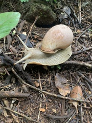 Megalobulimus