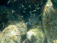 Atypichthys strigatus