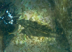 Aplodactylus lophodon