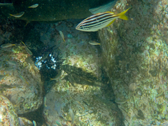 Aplodactylus lophodon