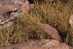 Cyperus leptocladus
