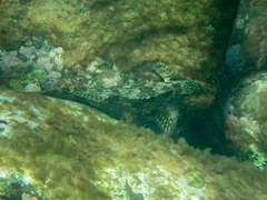 Aplodactylus lophodon
