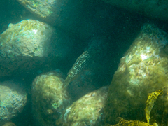 Notolabrus gymnogenis