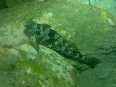Aplodactylus lophodon