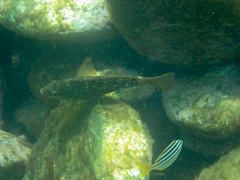 Notolabrus gymnogenis