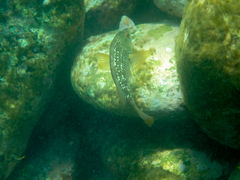 Notolabrus gymnogenis