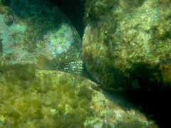 Notolabrus gymnogenis