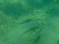 Sillago ciliata