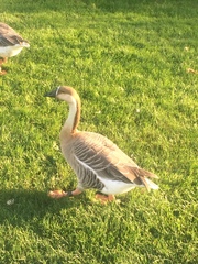 Anser cygnoides domesticus