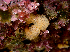 Distaplia occidentalis