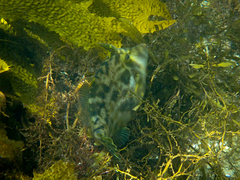 Scobinichthys granulatus