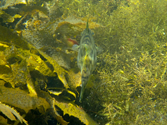 Scobinichthys granulatus
