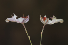 Delphinium stenocarpum