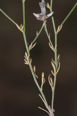 Delphinium stenocarpum