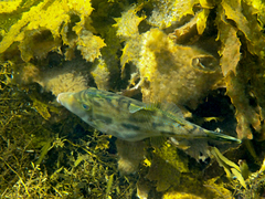 Scobinichthys granulatus