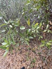 Persea borbonia