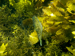 Scobinichthys granulatus