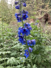 Delphinium