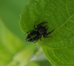 Paraphidippus